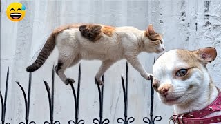 When God sends you a funny cat 😹🐶 Funniest cat ever 😹#3