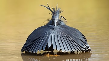 10 vreemde vogels waarvan je het bestaan ​​niet gelooft!