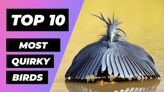 Top 10 Most Quirky Birds on Earth! | 1 Minute Animals by 1 Minute Animals 7,375 views 1 month ago 10 minutes, 32 seconds