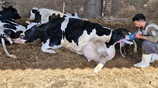 Have You Ever Seen This? A Simultaneous Double Cow Birth