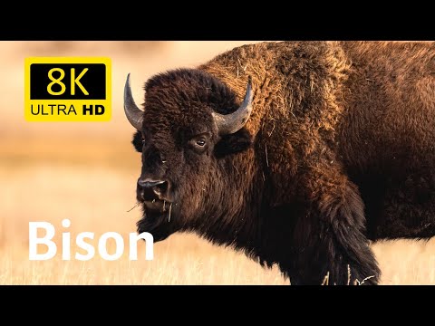 Impressive Close-ups of Bison
