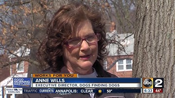 Microchipping and dog search parties: how to find your lost pet