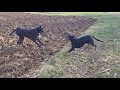 Dobermann trifft wieder auf die Deutsche Dogge