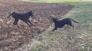 Doberman meets German Great Dane