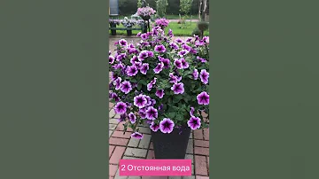 Как правильно поливать петунию. Тонкости