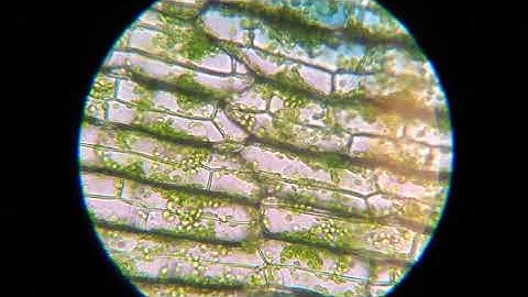 6.3 Plasmolysis in Elodea