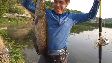 Câu cá lóc - câu lure cá lóc khủng 5kg bằng mồi chạch