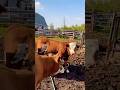 Cattle Roundup At The Farm #farming #farmer #farm #cattle #ranch#livestor#rodeo
