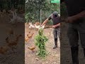 🌿🐔 Vertical Hanging Green-Feed Station for Poultry