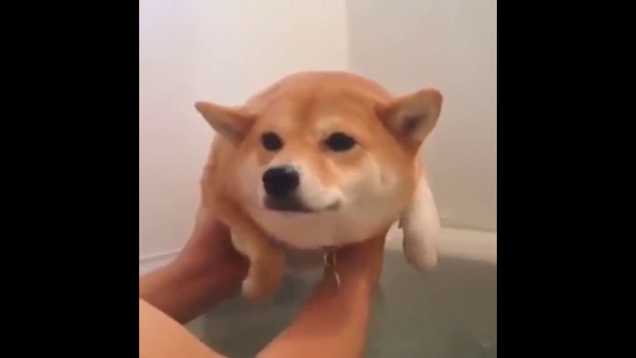 A Shiba Inu In The Mario Realm Youtube