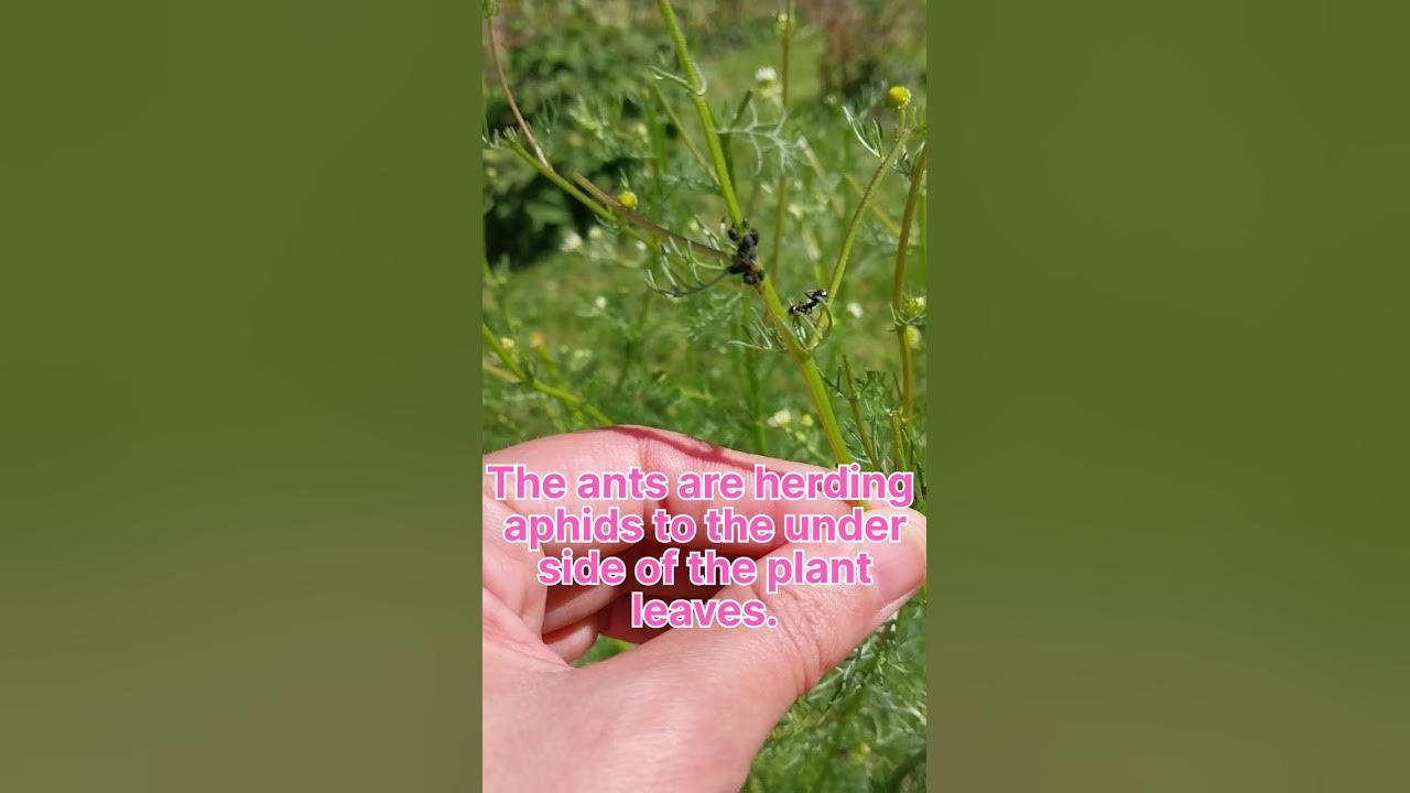 Ants are herding aphids on my chamomile plant! What exactly is ant