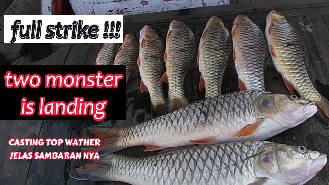 CASTING HAMPALA DI WADUK RIAM KANAN 022 #mancing #fishing #castinghampala