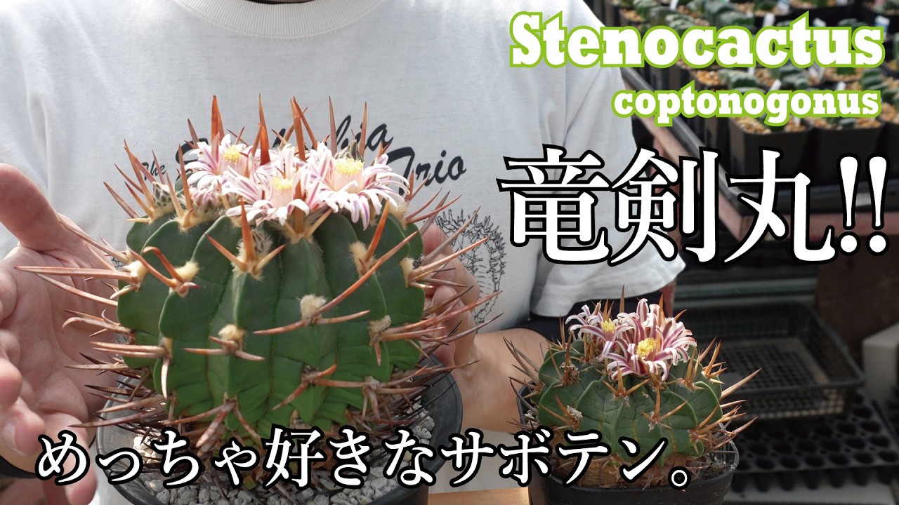 Ryukenmaru! A classic, cool-looking plant! Even beginners can grow