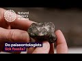 How do you tell the difference between rocks and fossils? | Surprising Science