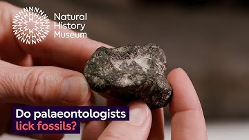 How do you tell the difference between rocks and fossils? | Surprising Science