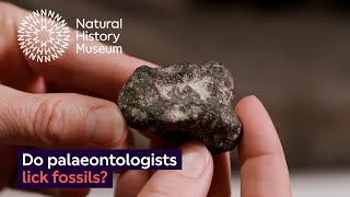 How do you tell the difference between rocks and fossils | Surprising Science