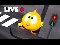 CHICKY ALL SEASONS 🔴 LIVE CARTOON | Best Cartoon Collection in English for Kids | ALL EPISODES