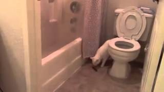 Cat toilet fail