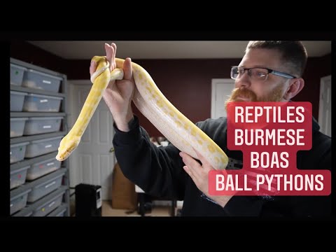 AMAZING REPTILES UPDATES : Burmese Pythons, Argentine Boa Constrictor , PIED / CLOWN Ball Python