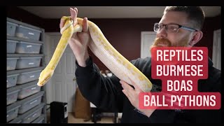 AMAZING REPTILES UPDATES : Burmese Pythons, Argentine Boa Constrictor , PIED / CLOWN Ball Python