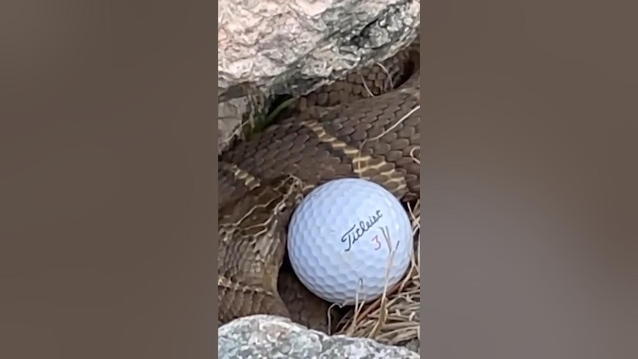 Horrible Spot to Find Your Golf Ball YouTube