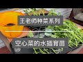 王老师种菜（常见菜02）：空心菜的水插育苗