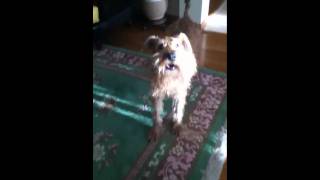 Irish Terrier Mad That He Got A Bath