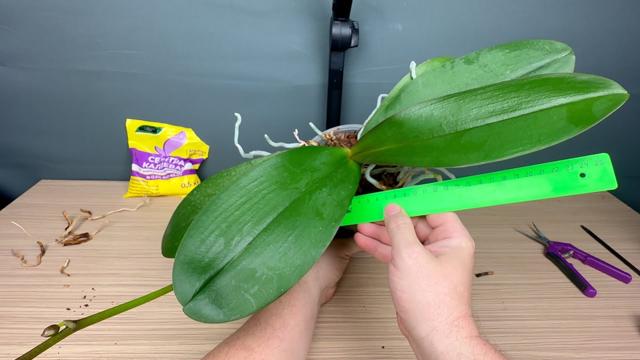 КАЛИЙ для орхидей как пинок на годЫ и подсыпка старой орхидеи Спаркс без пересадки