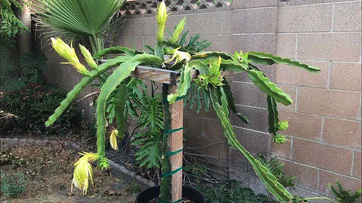 Townsend Pink Dragon Fruit High Yielding Variety