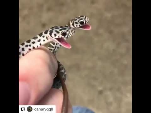Dünyanın en tatlı yılanları