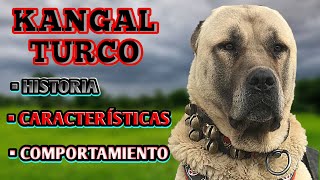 KANGAL TURCO! El devorador de lobos, Historia, comportamiento y Características físicas