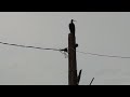 Red Naped Ibis Indian Black Ibis Call Sound Red Naped Ibis Indian Black Ibis Call Sound