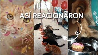 Preparo una fiesta para mis gatitos y perritos | Selena Mendivil by Selena Mendivil 206 views 3 years ago 3 minutes, 53 seconds