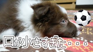 🦄ボールくわえられない！けど一生懸命遊ぶボーダーコリーの子犬…/Border Collie Puppy by ゆに&メッシ.DOG&CAT 581 views 3 years ago 4 minutes, 39 seconds