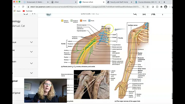 Spinal Plexuses