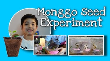 Monggo seeds experiment | DAY 5 | FINAL RESULTS
