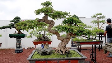 Những siêu phẩm đẹp rất giá trị tại triển lãm cây cảnh Hải Dương 2017