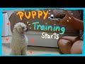 Second Day with my Puppy- How I started Training | Winter Series| The Poodle Mom