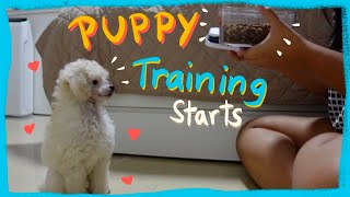 Second Day with my Puppy- How I started Training | Winter Series| The Poodle Mom by The Poodle Mom 3,128 views 1 year ago 6 minutes, 22 seconds