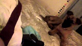 Video 00004