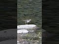 Spotted Sandpiper Dancing