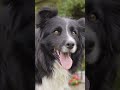  attention explosion de mignonnerie  bbs border collies  la tte  