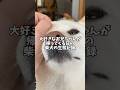 大好きなお兄ちゃんが帰ってくる日の柴犬の生態記録調査　#shorts #柴犬 #犬 #dog