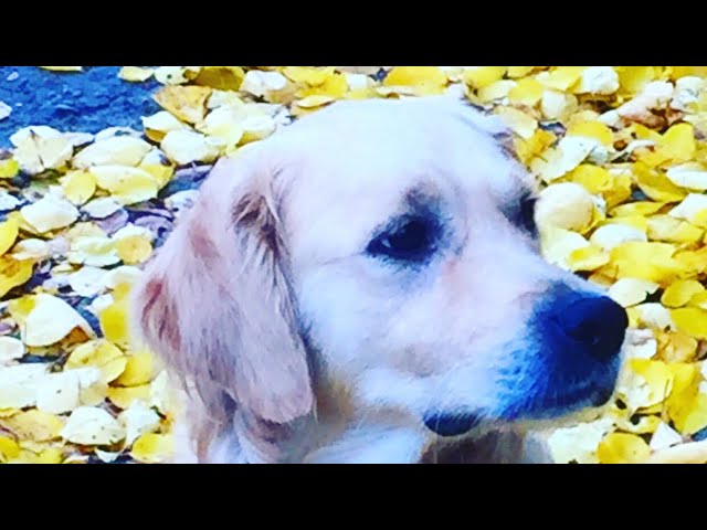 Советую ли я витамины Excel Brewers кожа и шерсть ?