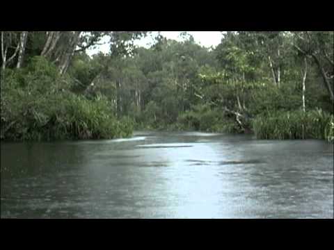 Watch Suzanne Doucet, Chuck Plaisance - RAINSTORMS (Sounds of Nature Sampler) on YouTube