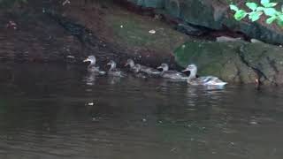 Duck Diary 31 by Bailey Brown 4 views 3 years ago 1 minute, 26 seconds