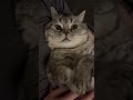 Щось знає цей кіт джейсонстэйтем стетхем цитаты Shortvideo Cat Shorts Щось знає цей кіт джейсонстэйтем стетхем цитаты Shortvideo Cat Shorts