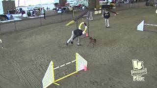 Baxter Saturday Excellent Standard SCPWDC AKC January 2014