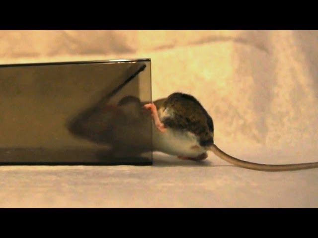 Victor TIN CAT® Mouse Trap Instructional Video 