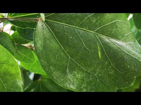 Video: Kaj je v Garden varnem ubijalcu plazečih žuželk?